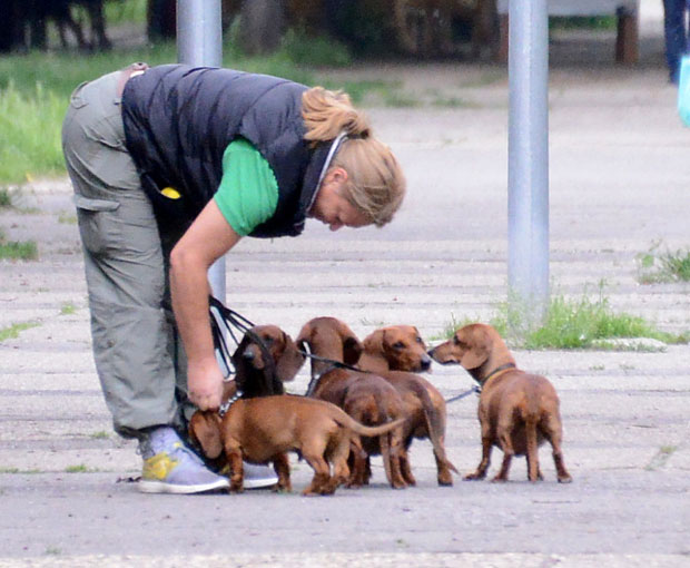 Припрема се нови регистар љубимаца